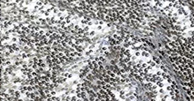 Rental store for SILVER TAFFETA SEQUINS in Calgary AB