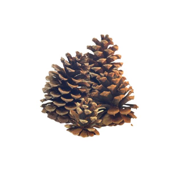 Rental store for Pinecones  Assorted in Calgary AB
