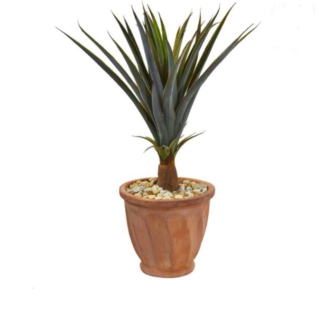 Rental store for Agave Succulent in Calgary AB