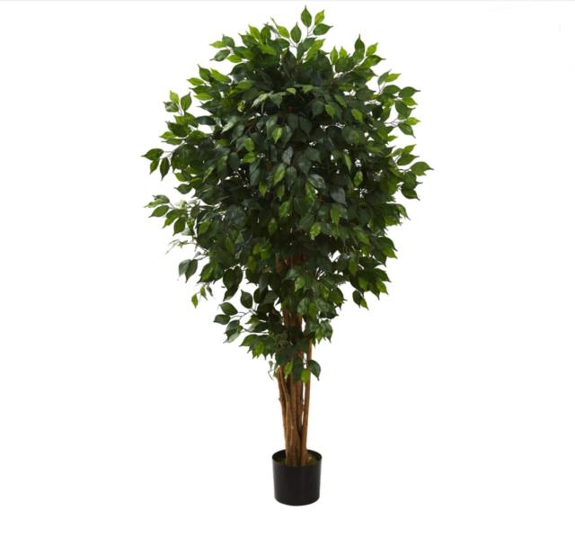 Rental store for Ficus Plant in Calgary AB