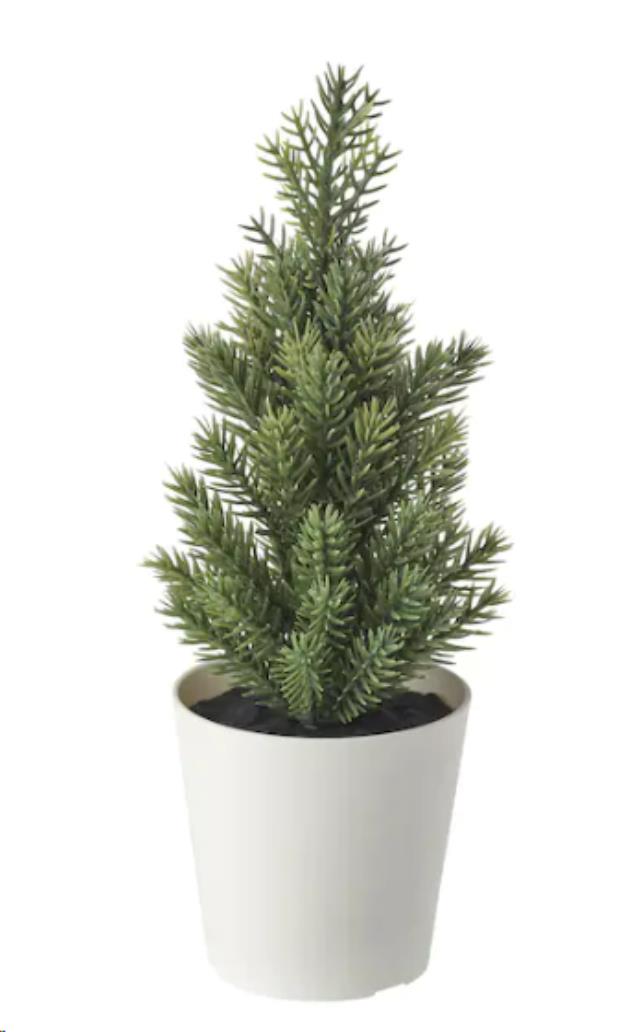 Rental store for Potted Pine in Calgary AB