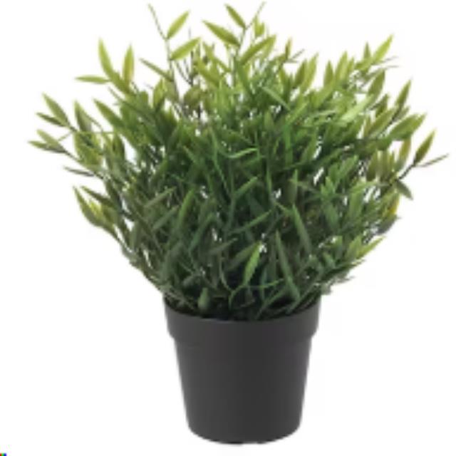 Rental store for Potted Plant - Bamboo in Calgary AB