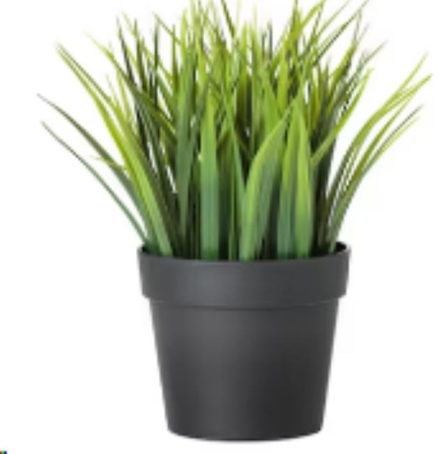 Rental store for Potted Plant - Grass in Calgary AB