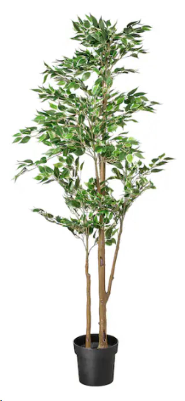 Rental store for Fig Plant in Calgary AB