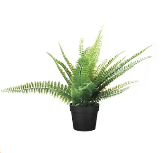 Rental store for Potted Plant - Fern in Calgary AB