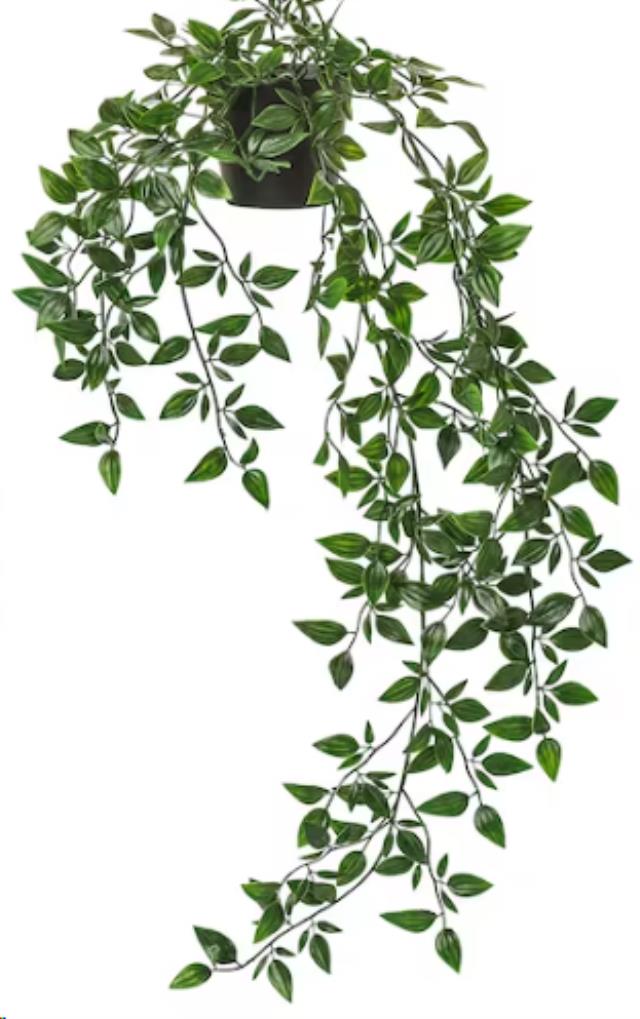 Rental store for Potted Plant - Hanging Pothos in Calgary AB