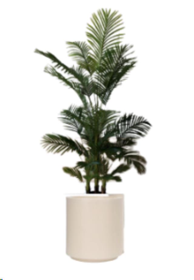 Rental store for 6  Palm Plant in Calgary AB