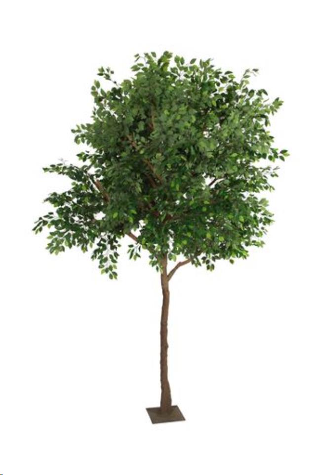 Rental store for Green Ficus Tree 13 in Calgary AB