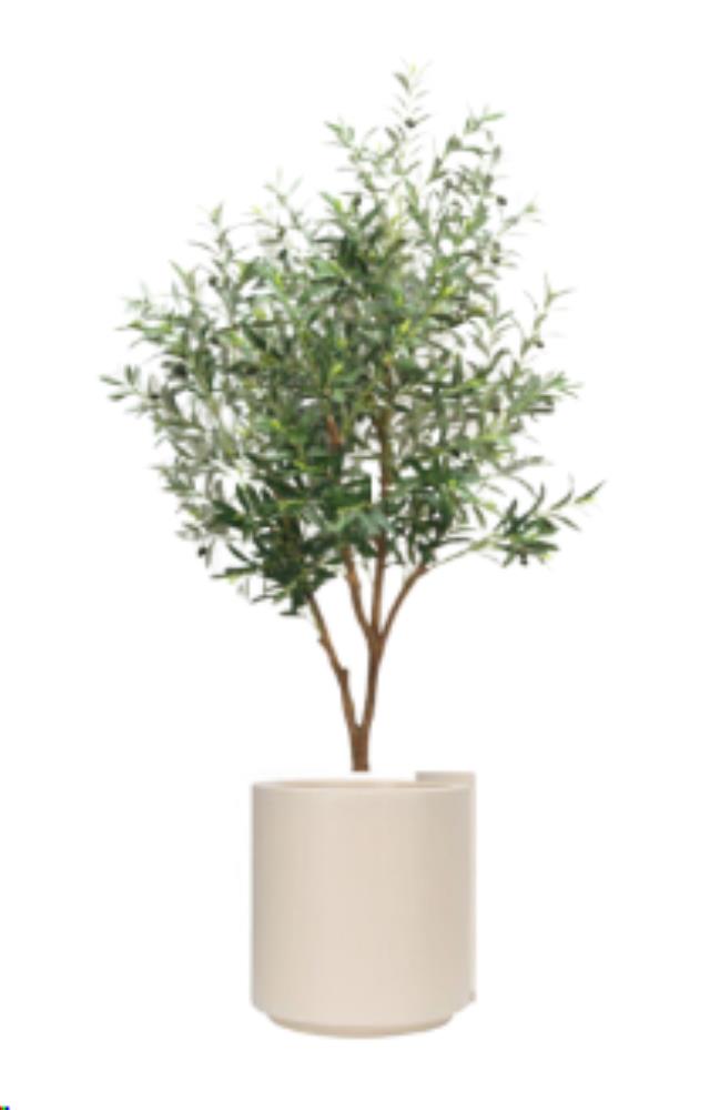 Rental store for 6.5  Olive Tree in Calgary AB