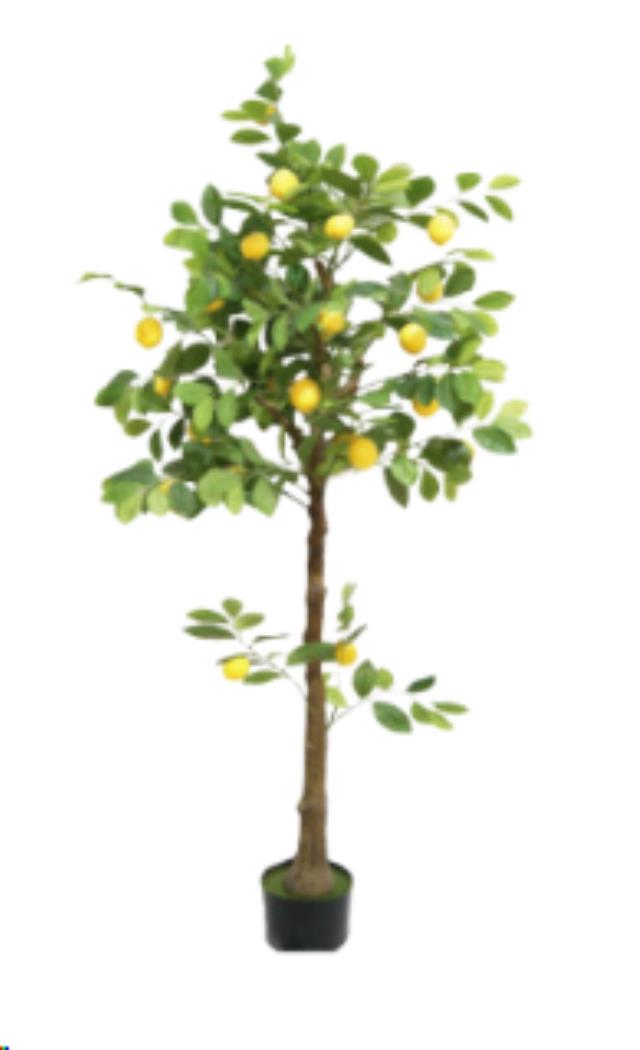 Rental store for 5  Lemon Tree in Calgary AB