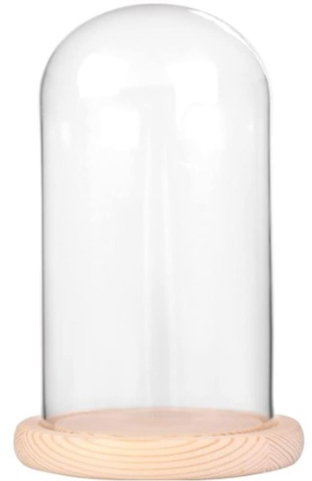 Rental store for Glass Cloche with Oak Base in Calgary AB