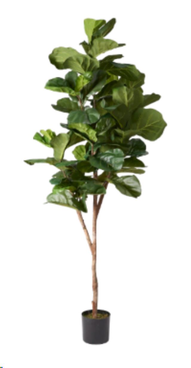 Rental store for 6  Fiddle Plant in Calgary AB